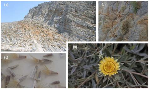 Plants | Special Issue : Taxonomy and Plant Conservation
