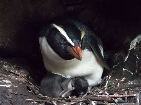 New Zealand Penguins Make Mamm [IMAGE] | EurekAlert! Science News Releases