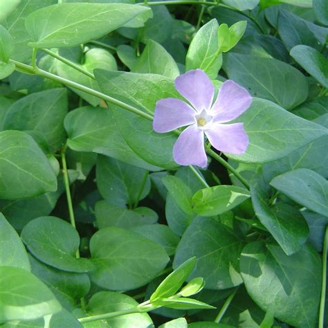 Vinca major Large Leaf Periwinkle - 3.5" – Evergreen Nursery, Inc.