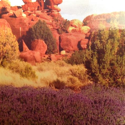 RED ROCK LAVENDER FARM - All You Need to Know BEFORE You Go 2026 (with ...
