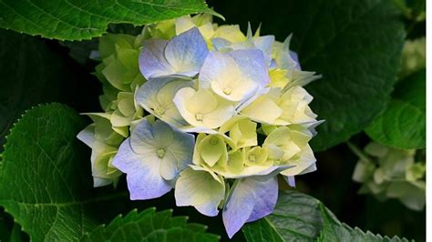 Brown-Wynne Funeral Home | Cary