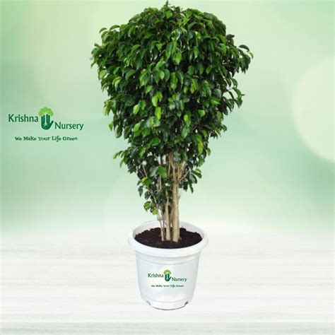 Golden Duranta Plant