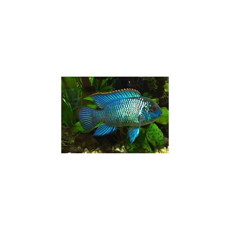 Best Cheapest Aquarium Fish Online at Low Price – Best4Pets