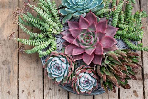 How To Plant Succulents In A Pot Without Drainage at Marcos Hines blog