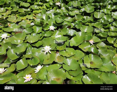 Water lilies plants hi-res stock photography and images - Alamy