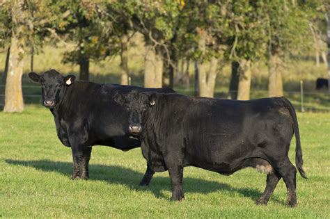 Two black Angus cattle in grassy field