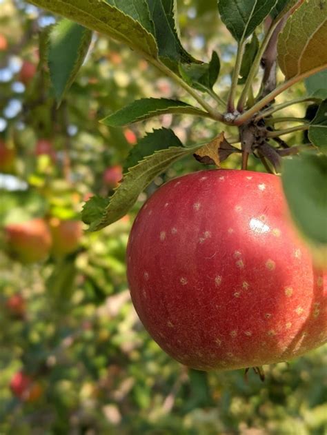 8 Northeast Ohio apple farms for picking now - cleveland.com