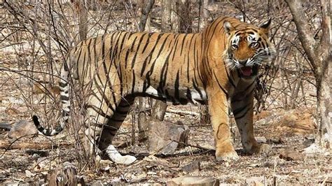 Ranthambore Trinetra Ganesh Temple Entry Restricted Until April 24 Due ...