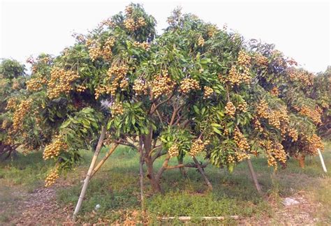 Ariya Vietnam malta Mosambi All Time Variety Grafted Fruit Live Plants ...