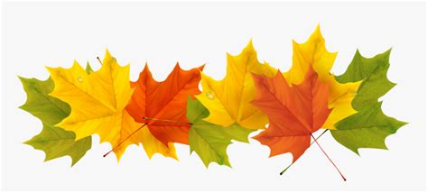 September Leaf Png - Transparent Background Fall Leaf Clipart, Png ...
