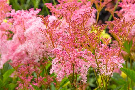 Seedville 10 Queen of the Prairie Pink Meadowsweet Plant Seeds - Walmart.com
