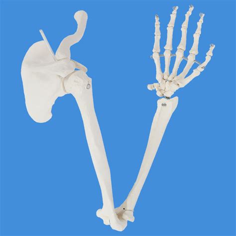 Buy Wellden Product Anatomical Human Upper Limb Skeleton Model, Life ...