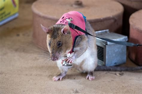African Giant Pouched Rats Trained to Sniff Out Trafficked Wildlife ...