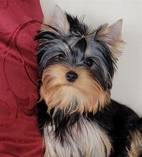 Yorkshire terrier yorkie puppies for sale – Artofit