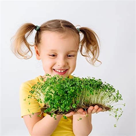 LindsaySeed Microgreens Variety Pack (10 Varieties, 2 LBS+, India | Ubuy
