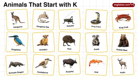 20+ Animals that Start with K in English with Pictures
