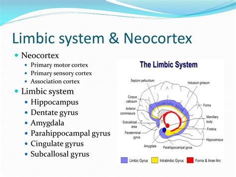 Neocortex 的图像结果