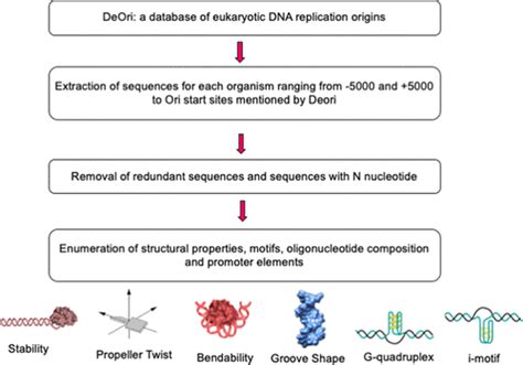 Origin of Replication 的图像结果
