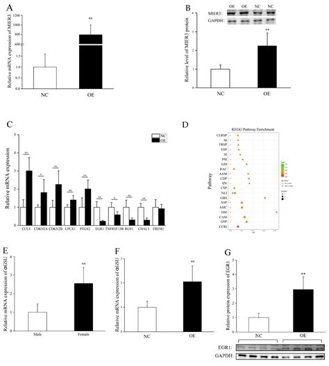 Preliminary Study on Expression and Function of the Chicken W ...
