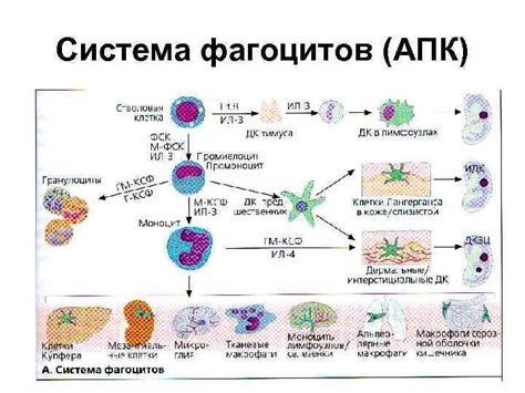 Функциональная характеристика иммунокомпетентных клеток Т- В-лимфоциты ...