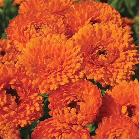 Calendula " Geisha Girl " Exotic 30 Flower Seeds – M-Tech Gardens