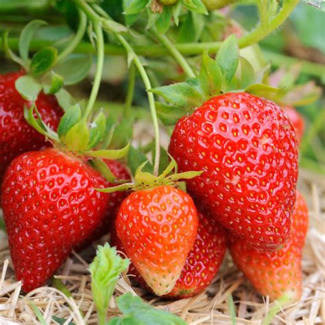 Rare Hybrid Strawberry Exotic Fruit Seeds for Growing (Pack of 30 seed ...