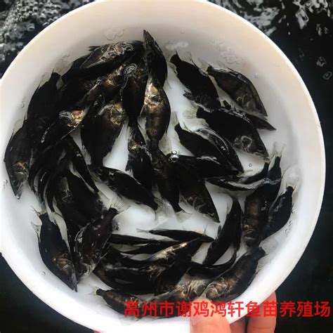 翘嘴桂鱼苗供应5cm鳜鱼苗批发 湖州-食品商务网