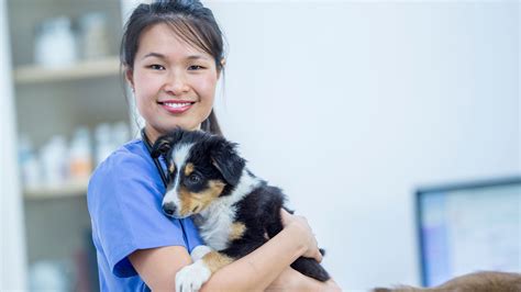 Find a Reliable Vet in New Market | Expert Veterinarian Care