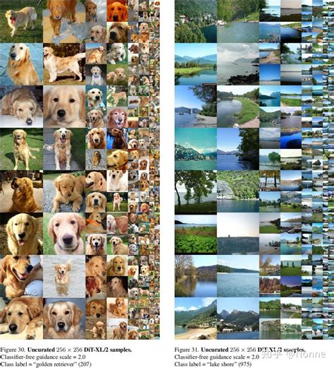 Diffusion Transformer 的图像结果