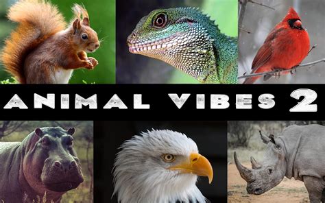 Animal Vibes 2: Funny Learning Book for Kids: Amazing Animal Pictures ...
