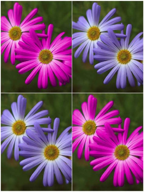 Brachycome Mix Swan River Daisy-Open Pollination Seeds – seed and plant