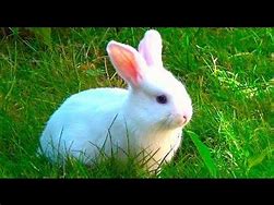 Image result for White Fluffy Baby Bunnies Albino