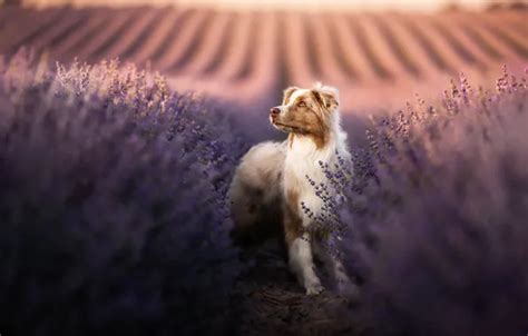Wallpaper dog, lavender, Australian shepherd, Aussie for mobile and ...
