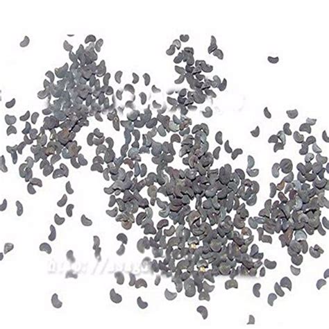 Generic Rue(Ruta Graveolens) Seeds Grass Seeds 20pcs Medicinal plant ...