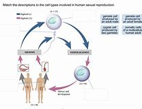 Sexual reproduction for humans