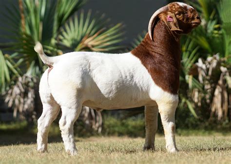 The Boer Goat: A Guide to Structure and Standards
