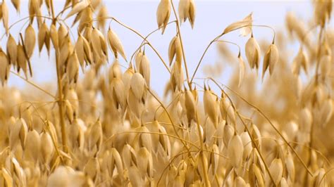 ≫Cultivo de la Lavanda: Guía completa para su cultivo | Agriquipo