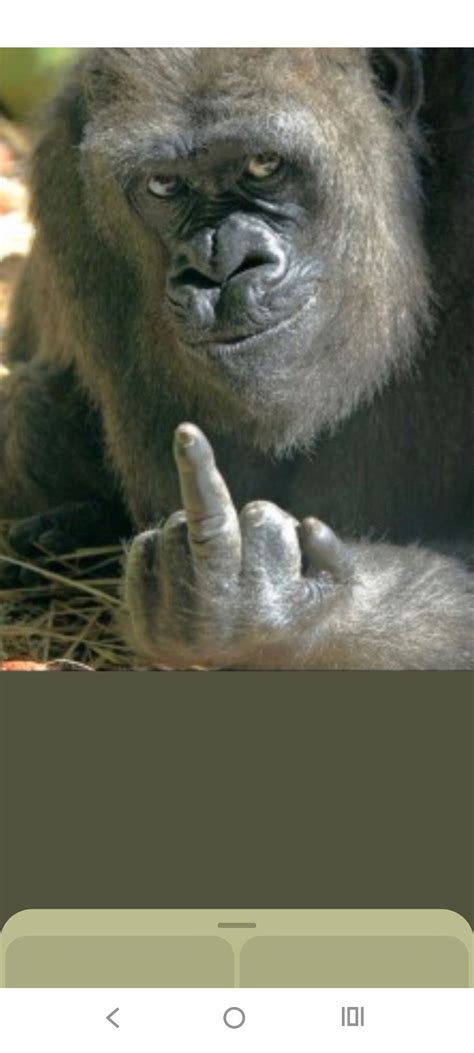 Pin de Sandro Daiana en eu | Imágenes divertidas de animales, Imagenes ...