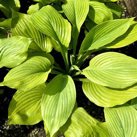 Hosta ‘Sum & Substance’ | Piedmont Carolina Nursery