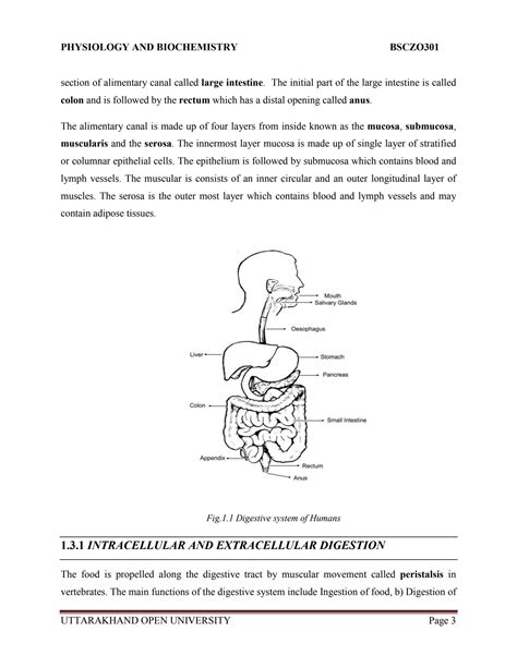 Image result for Digestive System Lecture