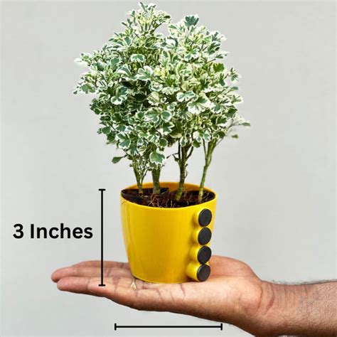 Buy Unique Magnetic Wall Planters Set of 4 Online | Unlimited Greens ...