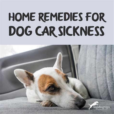 Home Remedies for Dog Car Sickness – Top Dog Tips