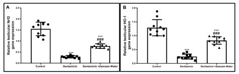 Zamzam Water Ameliorates Gentamicin-Induced Testicular Toxicity in a Rat Model via Targeting ... - how deep is zamzam well