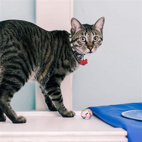 Pet Reproductive Care In Reidsville, NC | Reidsville Veterinary Hospital