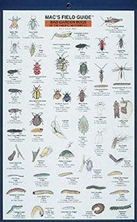 Mac's Field Guide: Bad Garden Bugs of the Pacific Northwest : Good ...