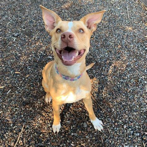 Adopt - Roice-Hurst Humane Society