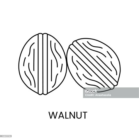 Ilustración de Icono De Dos Líneas De Nueces Enteras En Vector ...