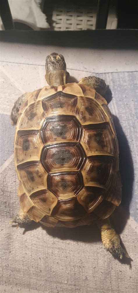 Pineapple the tortoise 2 1/2 yr old greek spur thighed, how's his shell ...