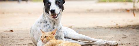 Rescue of Stray Animals in Southeast Asia - FOUR PAWS International ...