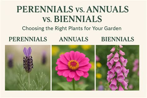 Perennials vs. Annuals vs. Biennials – Gardening Guide & Examples ...